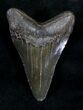 Black Megalodon Tooth - South Carolina #21246-2